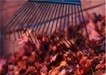 raking autumn leaves