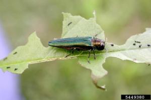 emerald_ash_borer