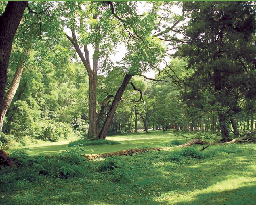 It’s All About Trees… Sustainable Ewing Green Team