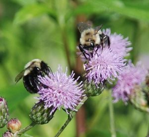 Photo by Mary Corrigan